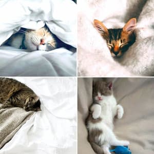 Wonderful Ambiance for Unwinding Kittens - Calming Cat Music