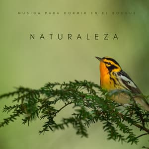 Naturaleza: Música Para Dormir En El Bosque - Yoga Namaste