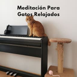 Colitas Y Bigotes En Calma: Meditación Para Gatos Relajados - Música para Desayuno De Lujo