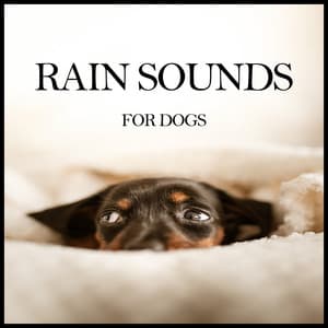 Rain Sounds for Dogs - Música Relajante para Perros