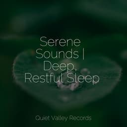 Serene Sounds | Deep, Restful Sleep - Sol y Lluvia