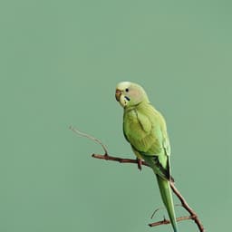 Sinfonía Del Sueño De La Naturaleza: Aves Binaurales En El Arroyo - 92 96 Hz - Contando Ovejas