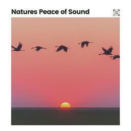 Natures Peace of Sound - Bird Sounds