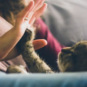 Calm Cat Moments: Lofi Ambience for Cozy Cat Time - Calming Lofi Symphony