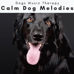 4 Dogs: Calm Dog Melodies - Dogs Music Therapy