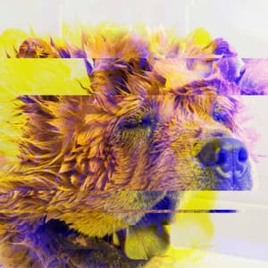 Fashionable Background Music for Agile Pups - Musica Relajante para Perros Momentos