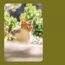 Jazz Trio - Background for Cutest Kittens - For Cats Only