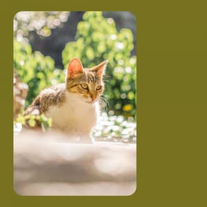 Jazz Trio - Background for Cutest Kittens - For Cats Only