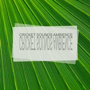 Cricket Sounds Ambience - Sleep Crickets