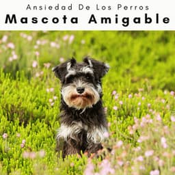 4 Perro: Mascota Amigable - Ansiedad De Los Perros