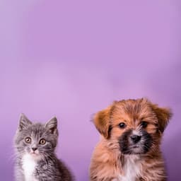 Compañeros Relajados: Música Para Mascotas - Buena Mañana