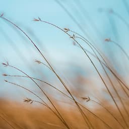 0 Hour Flow: Rhythm Of The Wild - Lofi Chill