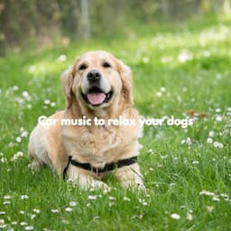 Car music to relax your dogs - Relaxation Music For Dogs