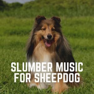 Slumber Music for Sheepdog - Sleeping Music For Dogs