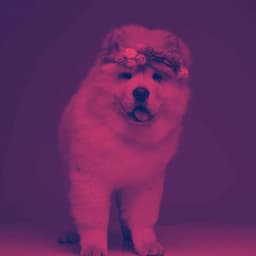 Guitar Jazz - Ambiance for Friday Dog Events - Jazz Music for Dogs