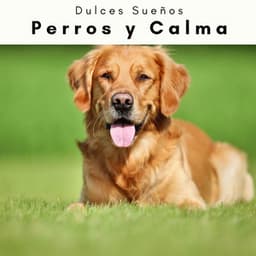 1 Perros y Calma - Dulces Sueños