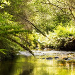 ! ! ! ! ! Floresta da Cura pelo Som - Alan Baratieri