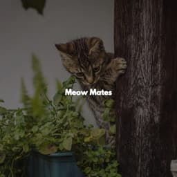 Meow Mates - Piano Bar Lounge