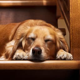 Sonidos Lofi Tranquilos Para Siestas Pacíficas De Mascotas - Paz y armonía animal