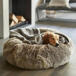 Música Relajante Para La Comodidad De Las Mascotas - Lluvia de agujas de cristal