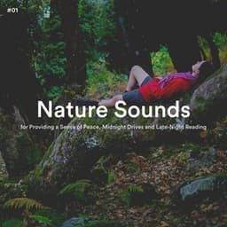 #01 Nature Sounds for Providing a Sense of Peace, Midnight Drives and Late-Night Reading - The Nature Soundscapes