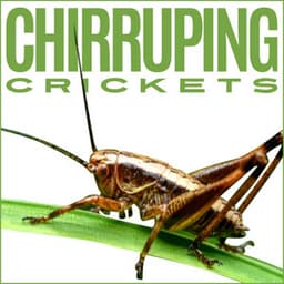 Chirruping Crickets - Nature Soundscapes