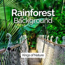 Rainforest Background - Nature Sounds & Backgrounds