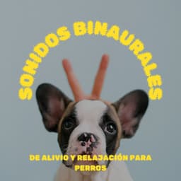 Sonidos Binaurales De Alivio Y Relajación Para Perros - Frecuencias de tierra y frecuencias de 432 Hz