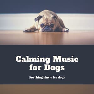 Soothing Music for Dogs - Calming Music for Dogs