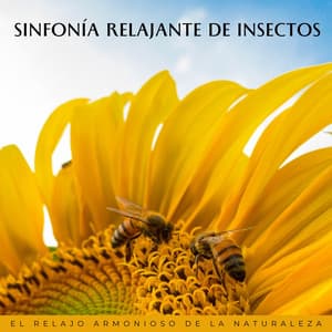 Sinfonía Relajante De Insectos: El Relajo Armonioso De La Naturaleza - La biblioteca al aire libre