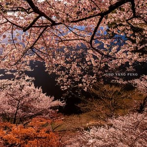 Hanami Silence - Guo Yang Peng