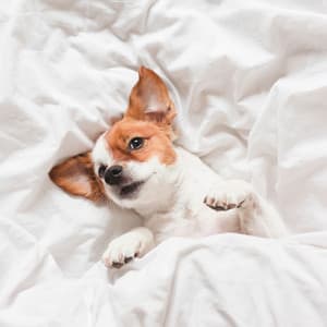 Pawprint Melodies: Ambient Music for Relaxing Dog Time - Ambient Solle