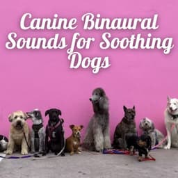 Canine Binaural Sounds for Soothing Dogs - Binaural Beats System