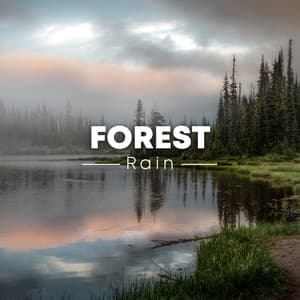 Forest Rain - Rain Sounds & White Noise