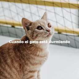 Cuando el gato está durmiendo - Descansar Musica