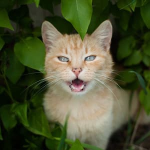 Rainy Cat Sojourn: Crystal Singing Bowl Meow Cadence - elderflowers