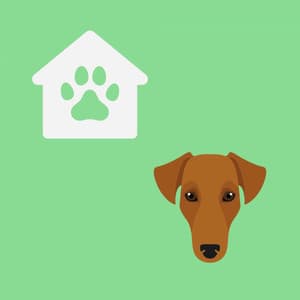 Jazz Organ - Bgm for Dogs and Dreams - Doggy Music Radio