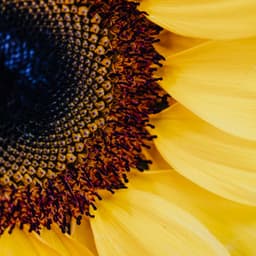 50 Atmospheric Soundscape: Serenity in Bloom - Baltic Nature Sounds