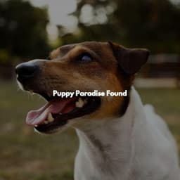 Puppy Paradise Found - Focus at Work Jazz Playlist