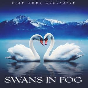 Swans in Fog - Bird Song Lullabies
