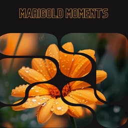Marigold Moments - Floral Health - HerBaLance
