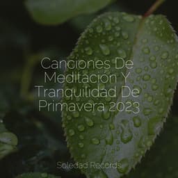 Canciones De Meditación Y Tranquilidad De Primavera 2023 - Ambiente