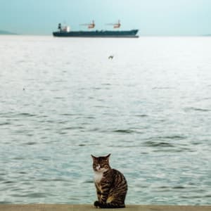 Dreamy Beachside Cat Naps: Oceanic Harmony - Wave Sounds For Sleep