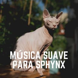 Música Suave Para Sphynx - Musica para Gatos