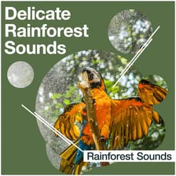 Delicate Rainforest Sounds - Rainforest Sounds