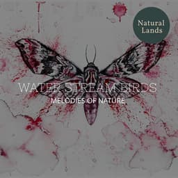 Water Stream Birds - Melodies of Nature - Sleepy Times
