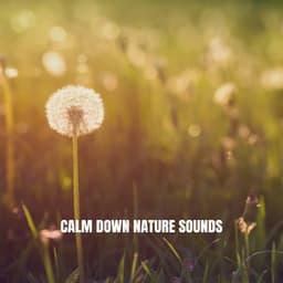 Calm Down Nature Sounds - Relaxing Rain Sounds