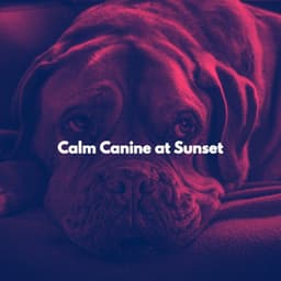 Calm Canine at Sunset - Música para Programar