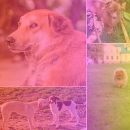 Music for Soothing Doggies - Dog Relax