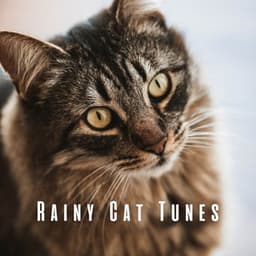 Rainy Cat Tunes: Tranquil Binaural Sounds and Theta Waves - Enjoyable Rain Sleep Sound